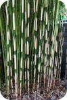 Bamboe Fargesia robusta Campbell € 11,- pst., woekert niet