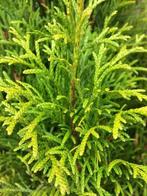Thuja Occidentalis Smaragd haag met kluit/pot!, Verzenden, Conifeer, Haag