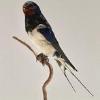 Boerenzwaluw (Man) Taxidermie volledige montage - Hirundo, Nieuw