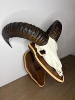 Mouflon Schedel van een zoogdier - Ovis gmelini - 40 cm - 25, Verzamelen, Dierenverzamelingen, Nieuw