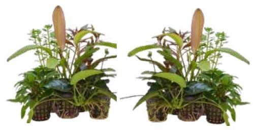 Aquariumplanten Luxe Mix 10 potten, Dieren en Toebehoren, Vissen | Aquaria en Toebehoren, Nieuw, Ophalen of Verzenden
