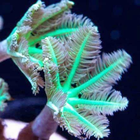 Clavularia spp (Green Clove Polyps) L (18-20 poliepen), Dieren en Toebehoren, Vissen | Aquaria en Toebehoren, Ophalen of Verzenden