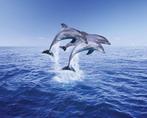 Poster Dolphin Trio 50x40cm, Verzenden, Nieuw, A1 t/m A3