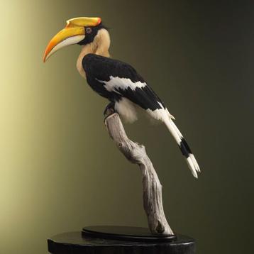 Dubbelhoornige Neushoornvogel beschikbaar voor biedingen