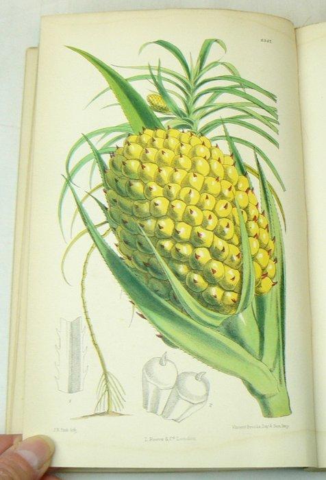Joseph Dalton Hooker - Curtiss Botanical Magazine;, Antiek en Kunst, Antiek | Boeken en Bijbels