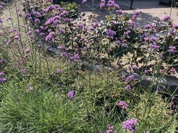 Verbena bonariensis beschikbaar voor biedingen