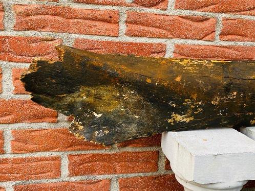 Wolharige mammoet - Fossiel bot - 80 cm - 20 cm (Zonder, Verzamelen, Mineralen en Fossielen