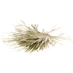 Palm sun big Chamaerops 10pc bunch natural  blad droogbloem, Ophalen of Verzenden, Nieuw