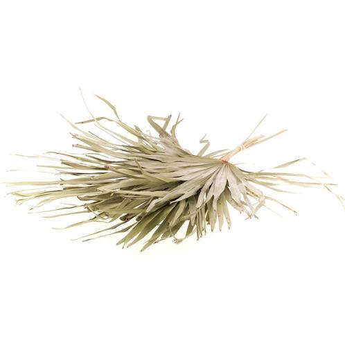 Palm sun big Chamaerops 10pc bunch natural  blad droogbloem, Hobby en Vrije tijd, Knutselen, Nieuw, Ophalen of Verzenden