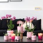 Kolibri Orchids | COMBI DEAL van 2 roze paarse phalaenopsis, Verzenden, Nieuw