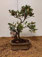 Azalea bonsai (Rhododendron) - Hoogte (boom): 23 cm - Diepte