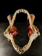 kaak van de makohaaien Taxidermie volledige montage - Isurus