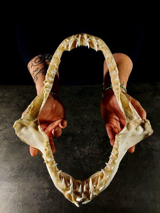 kaak van de makohaaien Taxidermie volledige montage - Isurus, Antiek en Kunst, Curiosa en Brocante