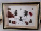 Kevers-Beetles Taxidermie wandmontage - Dorcus Titanus, Verzamelen, Nieuw