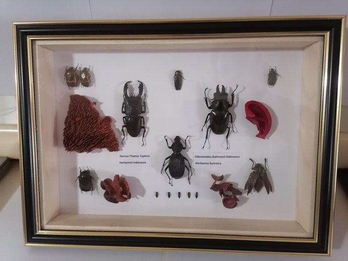 Kevers-Beetles Taxidermie wandmontage - Dorcus Titanus, Verzamelen, Dierenverzamelingen