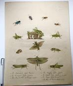 C. J. Brodtmann (b. 1787), Incunable of Lithography, Large, Antiek en Kunst