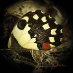 LP gebruikt - Ossicles - Music For Wastelands, Verzenden, Zo goed als nieuw