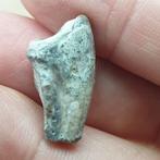 Fossiele tand - Rare Unidentified Theropod Dinosaur Claw