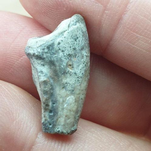 Fossiele tand - Rare Unidentified Theropod Dinosaur Claw, Verzamelen, Mineralen en Fossielen