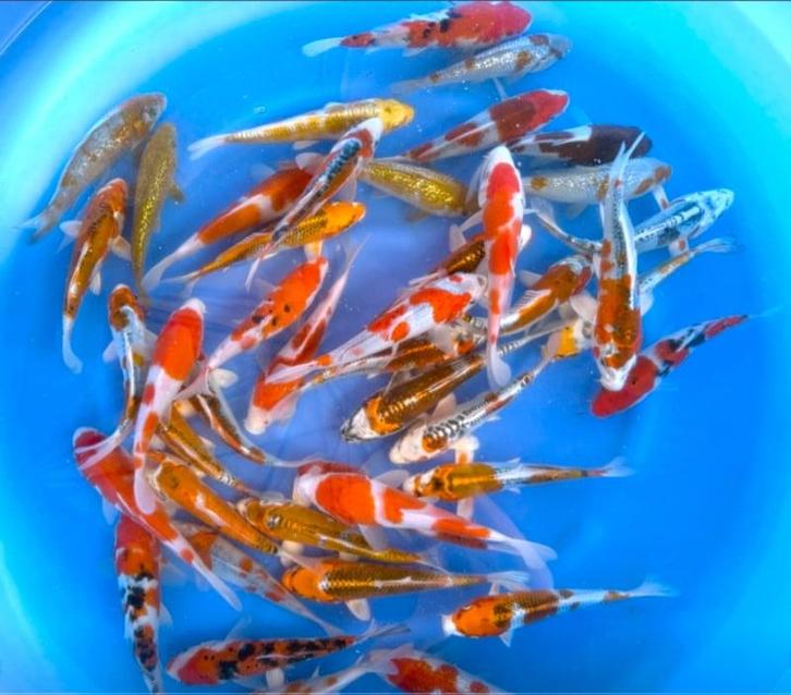 Fukasawa (Oofuchi) 18-21cm (Japanse Koi), Dieren en Toebehoren, Vissen | Vijvervissen, Karper of Koi