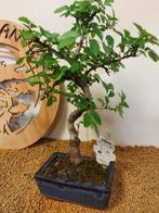Japanese iep bonsai (Zelkova) - Hoogte (boom): 33 cm -