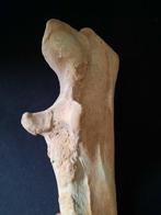 Holenbeer - Fossiel bot - Ursus spelaeus (Zonder, Verzamelen