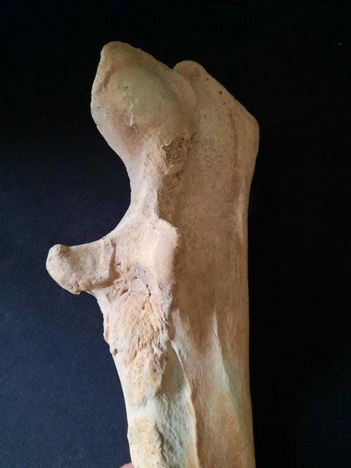 Holenbeer - Fossiel bot - Ursus spelaeus (Zonder, Verzamelen, Mineralen en Fossielen