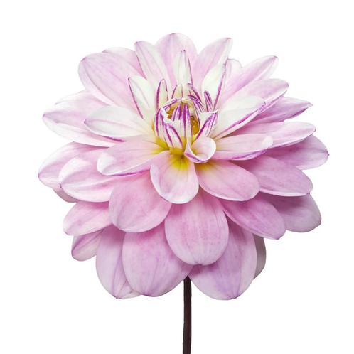 Bloembollen - 14 x Dahlia Pacific Jewel - roze met wit, Tuin en Terras, Bloembollen en Zaden, Bloembol, Voorjaar, Volle zon, Verzenden