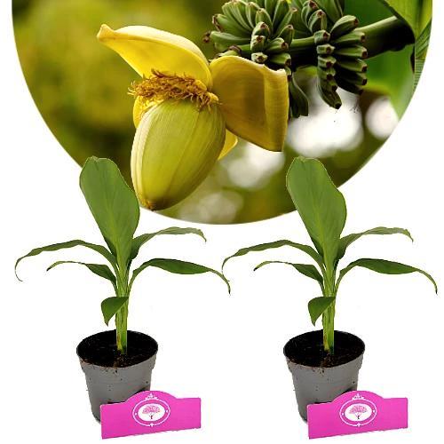 Musa Basjoo + pot 9cm 2 pcs, Tuin en Terras, Planten | Fruitbomen, Volle zon, Verzenden
