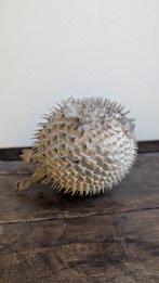 Kogelvis Taxidermie replica montage - Poisson globe - 20 cm, Nieuw