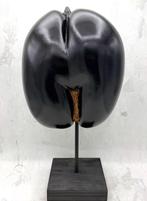 Coco de mer Taxidermie volledige montage - Lodoicea, Nieuw