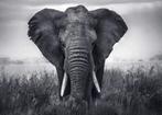 Kunstdruk Braun Studio - Eléphant 70x50cm, Verzenden, Nieuw