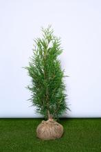 Conifeer - Thuja Plicata Martin - Haagplanten, Tuin en Terras, Ophalen of Verzenden, Conifeer, Haag