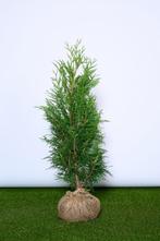 Conifeer - Thuja Plicata Martin - Haagplanten, Haag, Ophalen of Verzenden, Conifeer