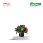 Alstroemeria Colorita - Rood, Tuin en Terras, Planten | Tuinplanten, Verzenden