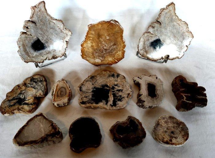 Versteend hout - Gefossiliseerd hout - Dipterocarpus sp., Antiek en Kunst, Curiosa en Brocante