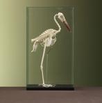 Abdims Ooievaar Skelet Taxidermie Opgezette Dieren By Max, Verzamelen, Dierenverzamelingen, Ophalen of Verzenden, Nieuw, Vogel