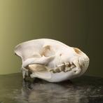 Spotted Hyena Skull - Taxidermie volledige montage - Crocuta, Verzamelen, Dierenverzamelingen, Nieuw