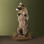 Wasbeer Taxidermie Opgezette Dieren By Max, Verzamelen, Dierenverzamelingen, Ophalen of Verzenden, Nieuw, Wild dier, Opgezet dier