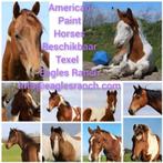 American Paint Horses / Western paarden / Eagles Ranch Texel
