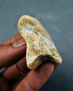 Spinosaurus - Fossiel bot - Falange de mano Spinosaurus