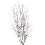 Witte berk - Betula utilis Doorenbos meerstammig - Hoogte:, Tuin en Terras, Planten | Bomen, Ophalen of Verzenden
