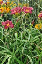 Daglelie Hemerocallis Sammy Russell 5-10 Pot P9, Tuin en Terras, Planten | Tuinplanten