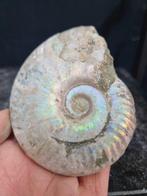 Ammonite with beautiful iridescent colours - Gefossiliseerd