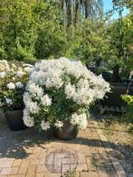 Rhododendron Hybr. Cunninghams White 80-90cm, Tuin en Terras, Planten | Bomen, Ophalen