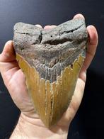 Haai - Fossiele tand - Tiburon Megalodon - 15 cm - 10 cm, Verzamelen, Mineralen en Fossielen