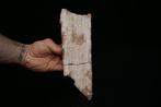 sawfish rostrum - Fossiel fragment - Onchopristis sp.