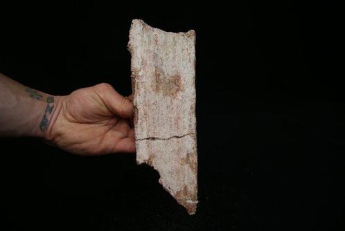 sawfish rostrum - Fossiel fragment - Onchopristis sp., Verzamelen, Mineralen en Fossielen