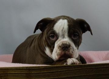 Old English Bulldog pups! t Gezonde type. Mogen direct mee! beschikbaar voor biedingen