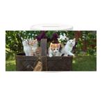 Spaarpot - Mand met Kittens in Tuin NIEUW, Ophalen of Verzenden, Nieuw